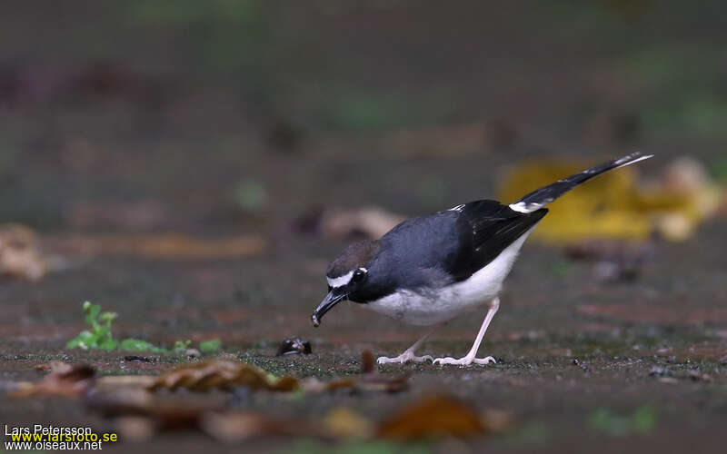 Sunda Forktailadult