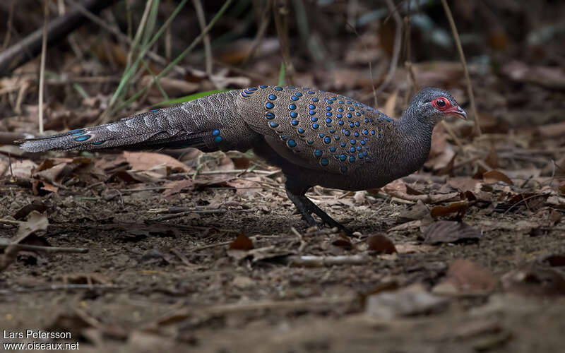 Éperonnier de Germainadulte, identification