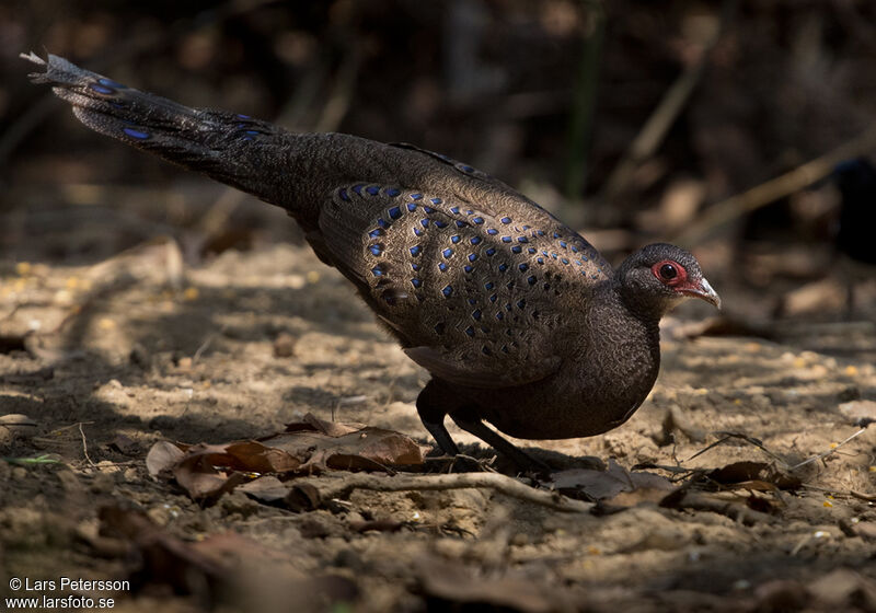 Germain's Peacock-Pheasant