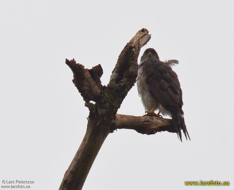 Bicolored Hawk