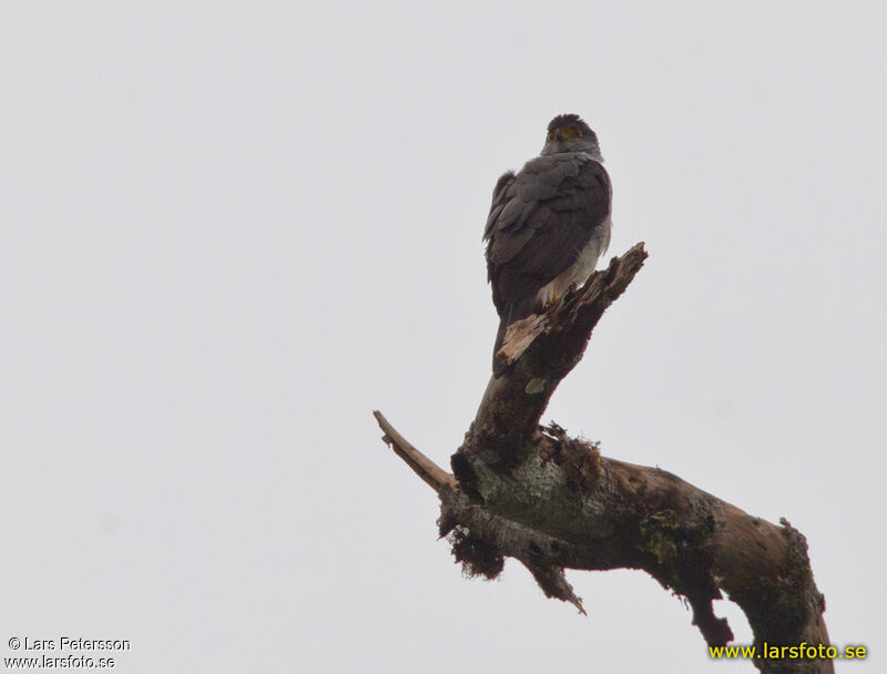 Bicolored Hawk