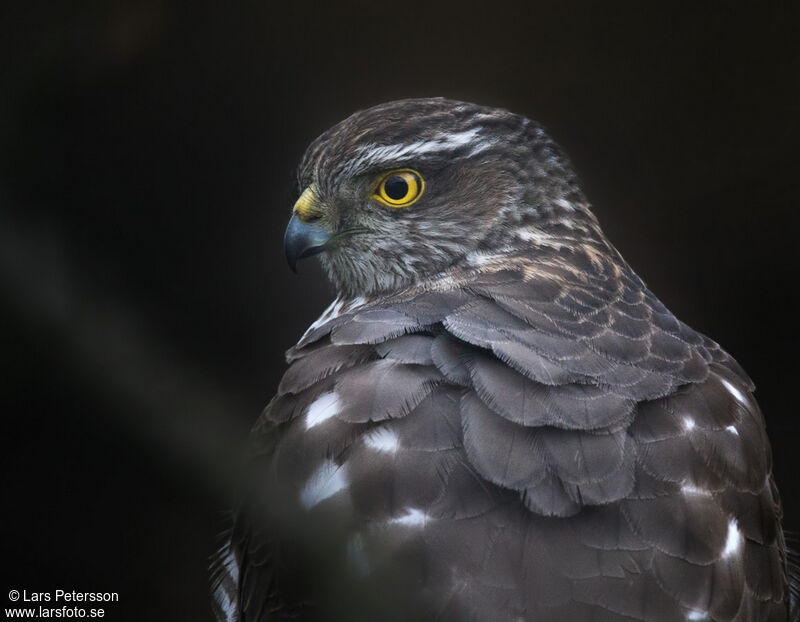 Eurasian Sparrowhawk