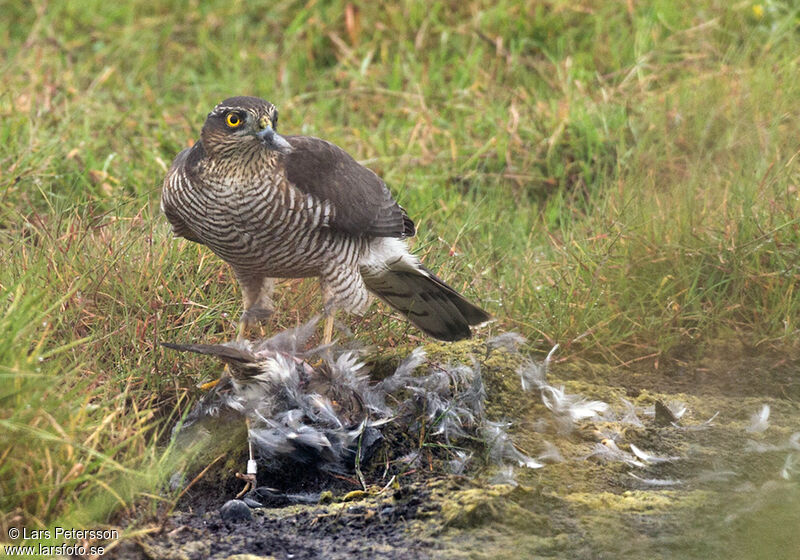 Eurasian Sparrowhawk