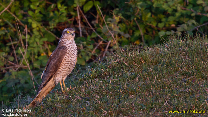 Eurasian Sparrowhawk