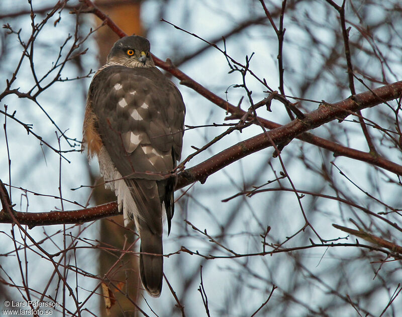 Eurasian Sparrowhawk