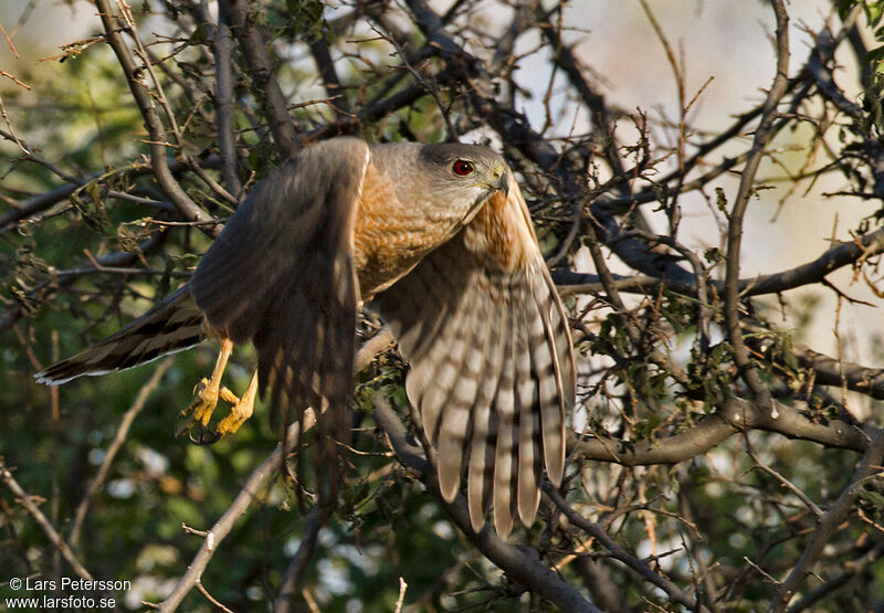 Cooper's Hawk