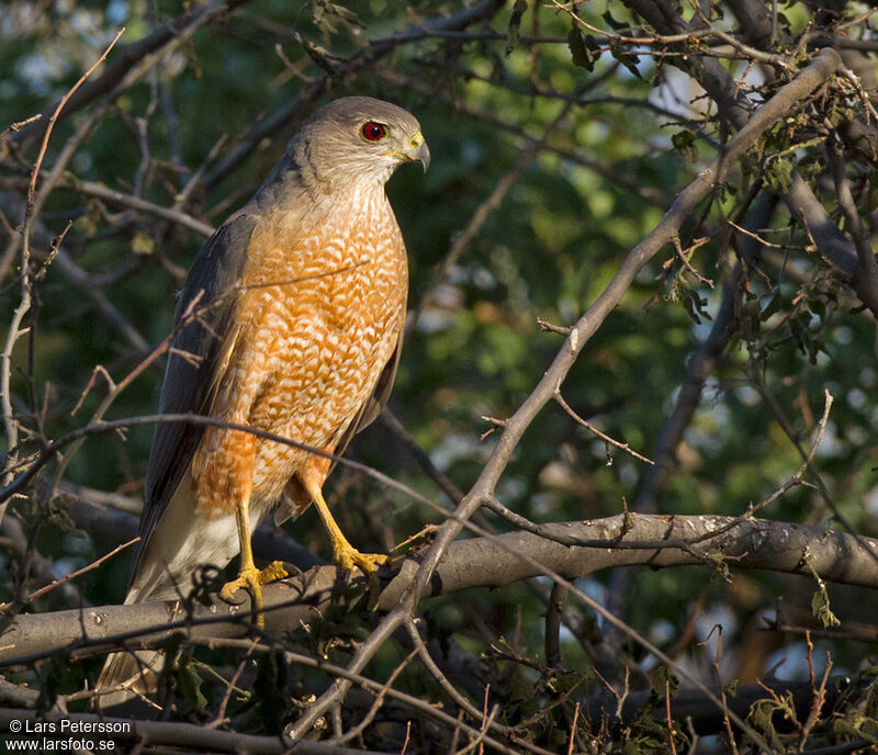 Cooper's Hawk