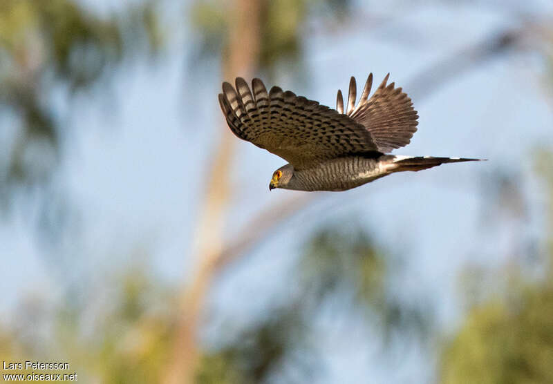 Little Sparrowhawkadult, Flight