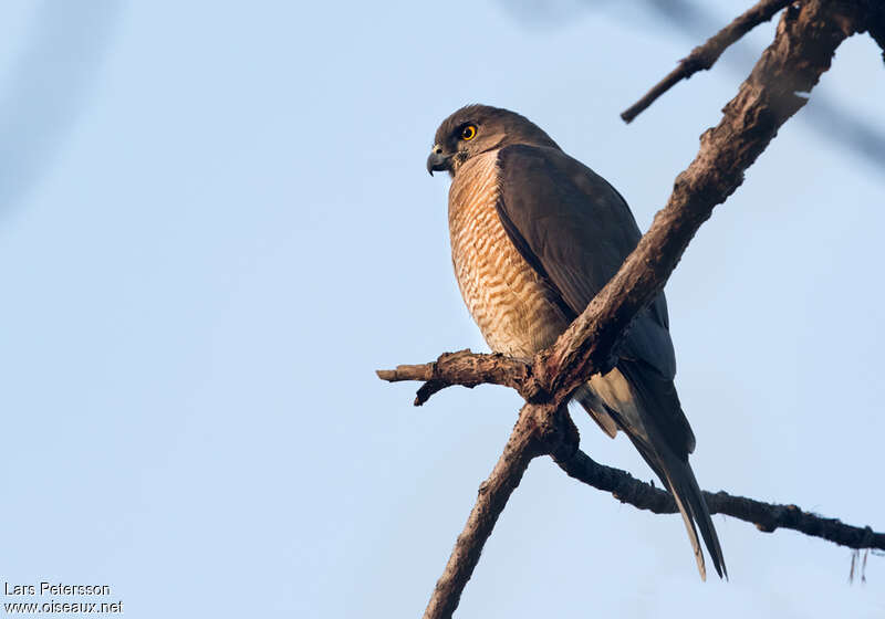 Épervier shikra femelle adulte, identification