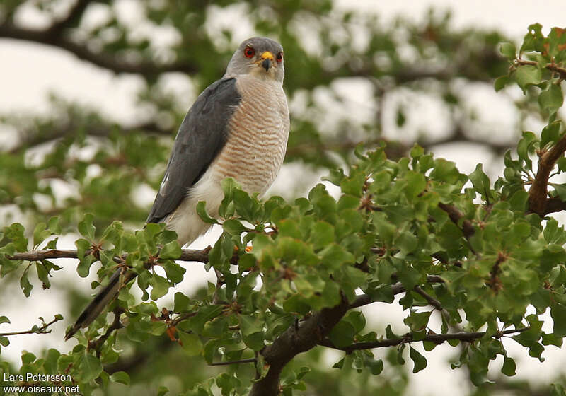 Shikra male adult, habitat, pigmentation