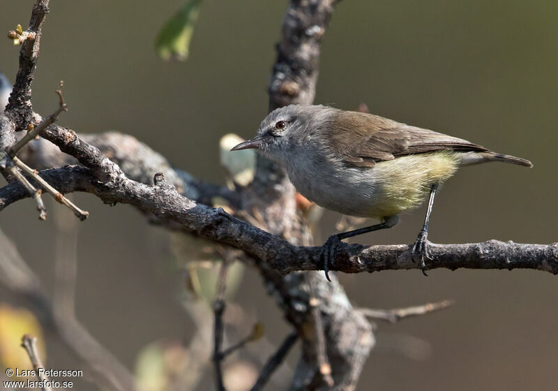 Yellow-bellied Eremomela