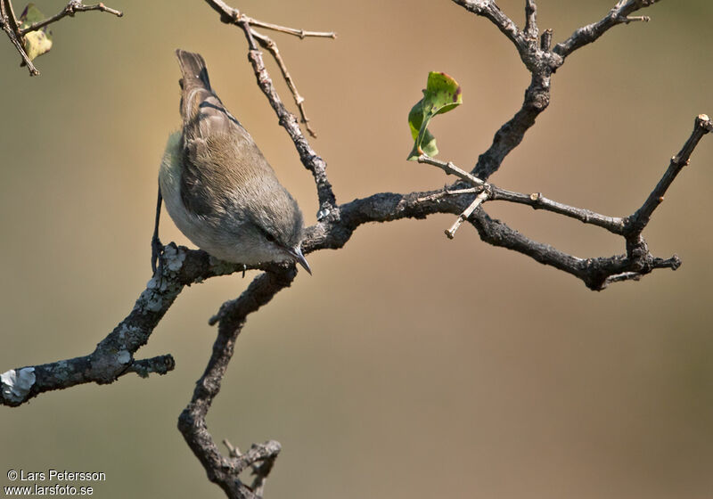 Yellow-bellied Eremomela