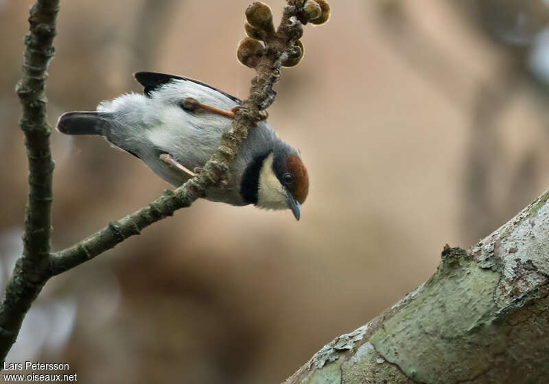 Érémomèle à tête bruneadulte, identification