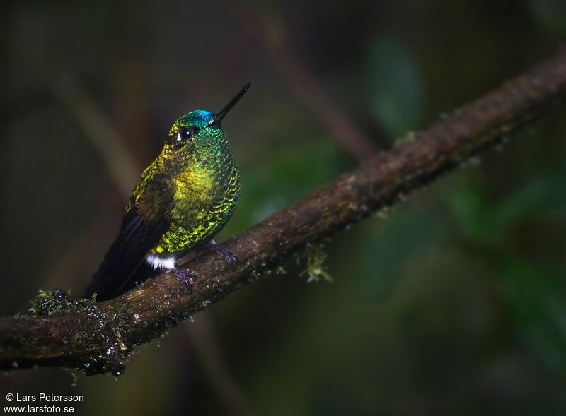 Sapphire-vented Puffleg