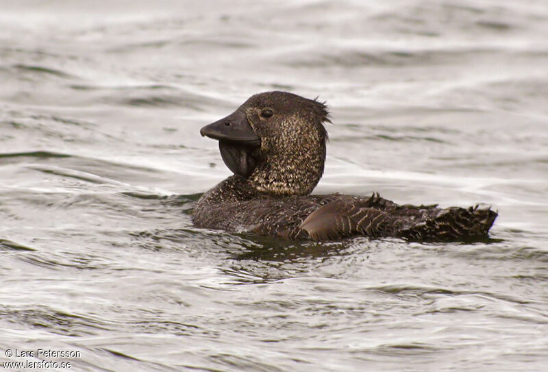 Musk Duck