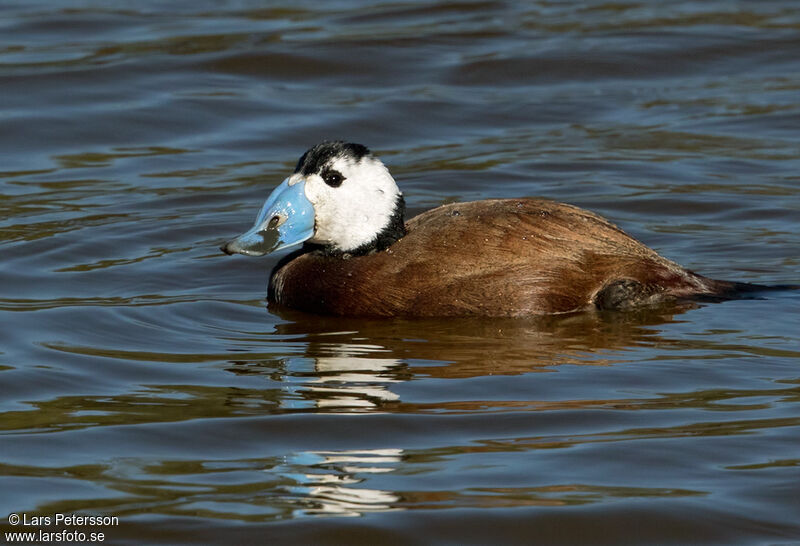 White-headed Duck