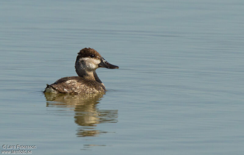 Ruddy Duck