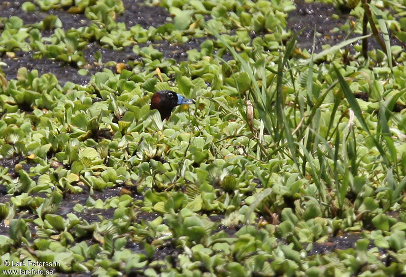 Masked Duck