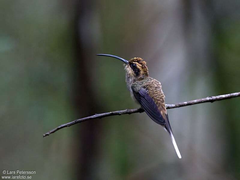 Scale-throated Hermit