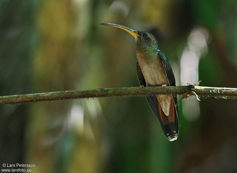 Rufous-breasted Hermit