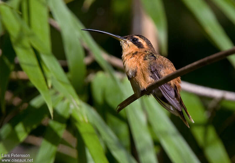 Ermite roussâtre mâle adulte, identification