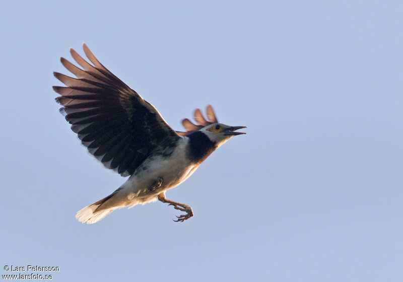 Black-collared Starling