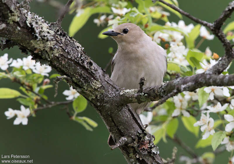 Chestnut-cheeked Starling female adult, habitat, pigmentation