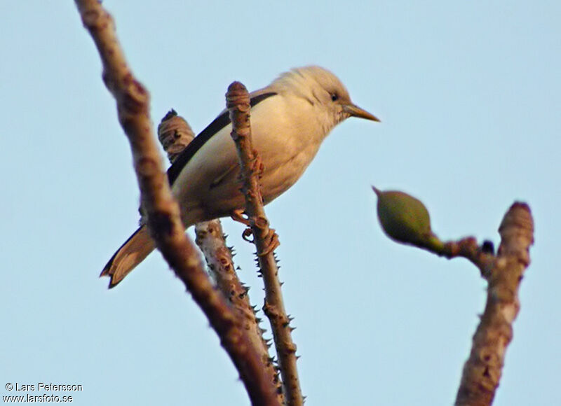 White-headed Starling