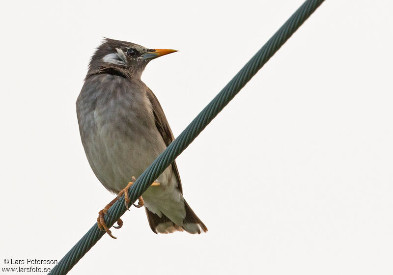 White-cheeked Starling