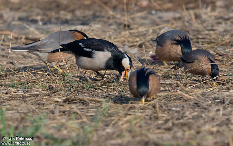 Indian Pied Myna