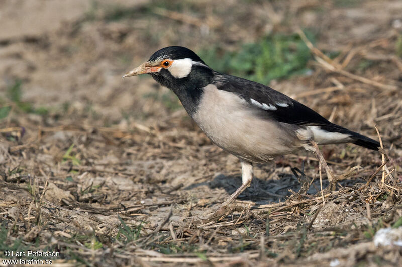 Indian Pied Myna