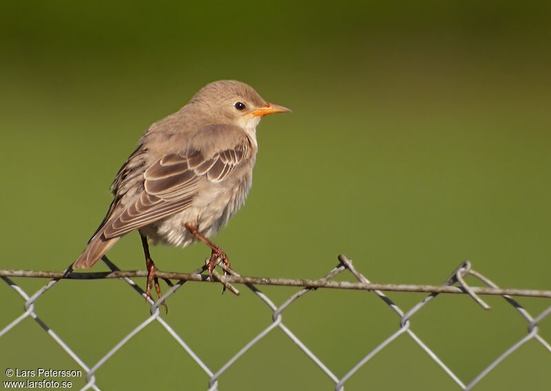 Rosy Starling