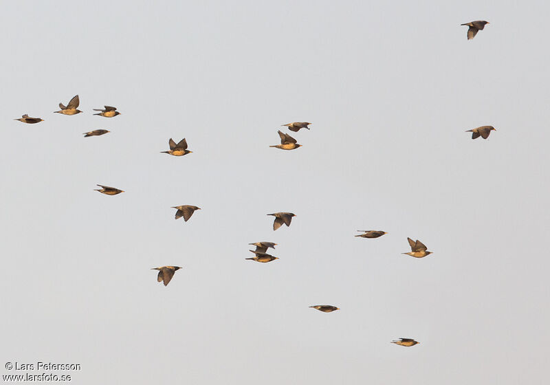 Rosy Starling