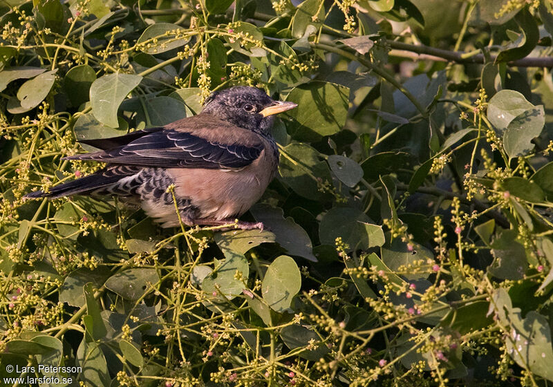 Rosy Starling