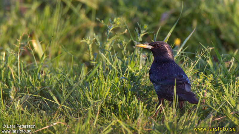 Spotless Starling