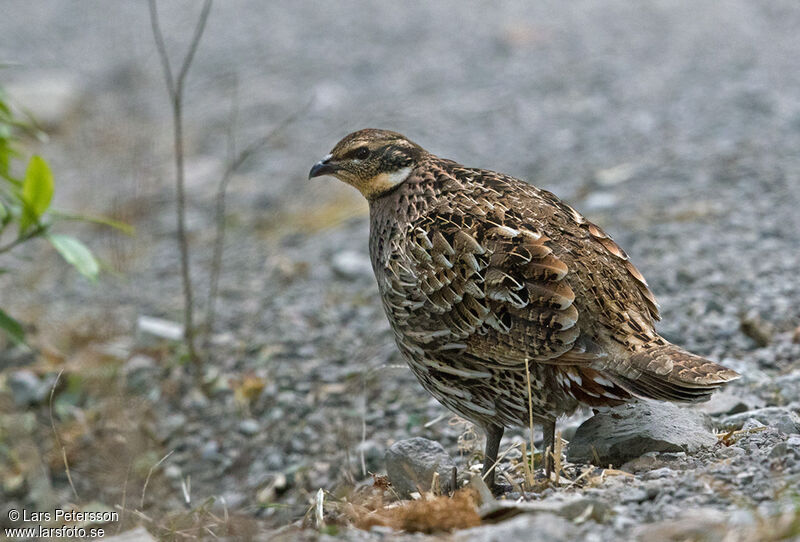 Koklass Pheasant