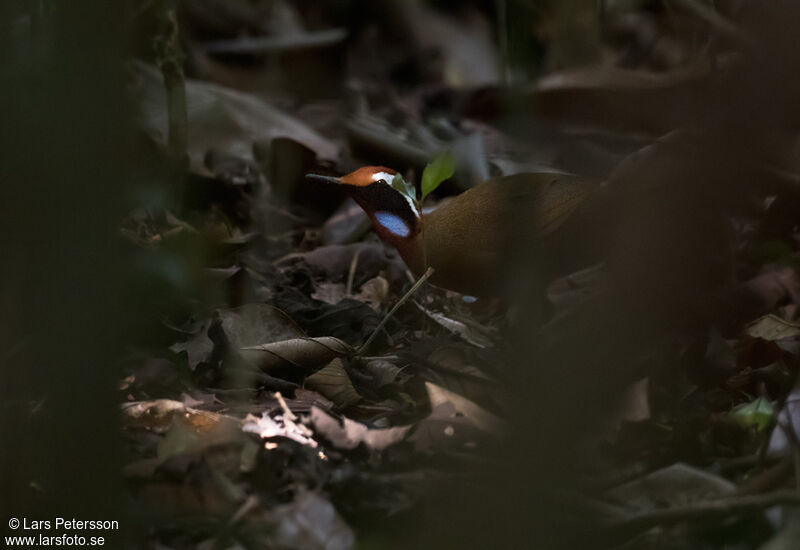 Rail-babbler