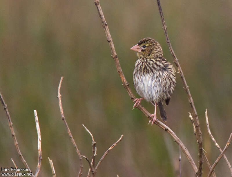 Yellow Bishop