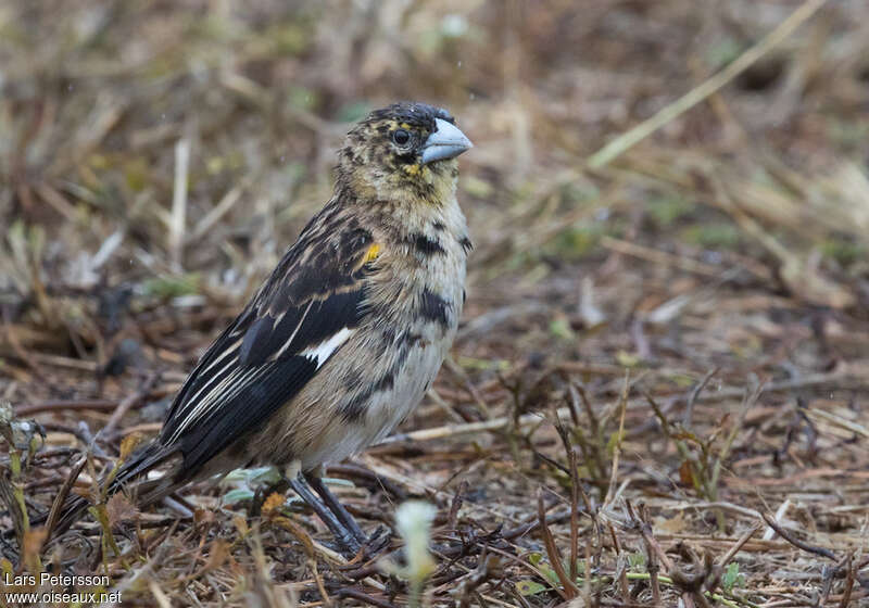 White-winged Widowbird male adult transition, identification