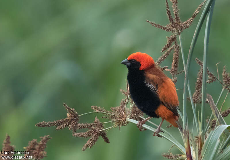 Zanzibar Red Bishop male adult breeding, identification