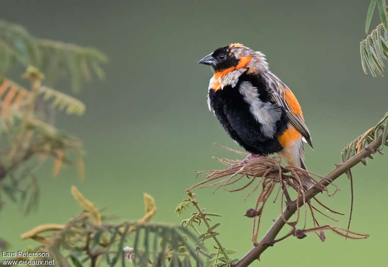 Southern Red Bishop male adult transition, identification