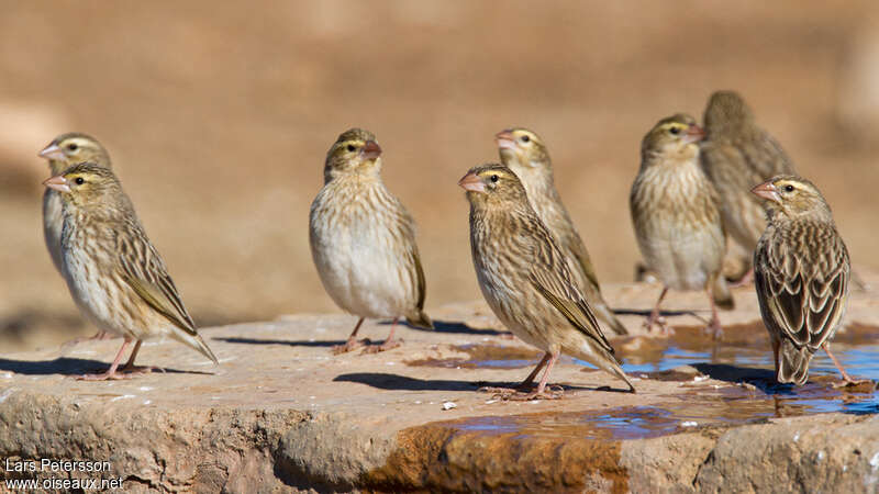 Southern Red Bishopimmature, pigmentation, Behaviour