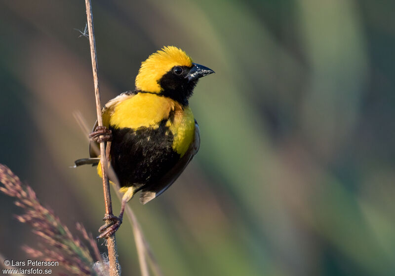 Yellow-crowned Bishop