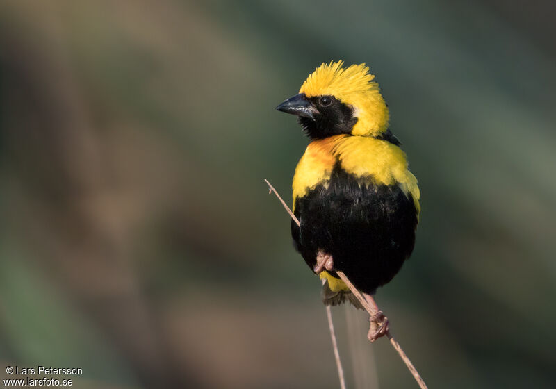 Yellow-crowned Bishop