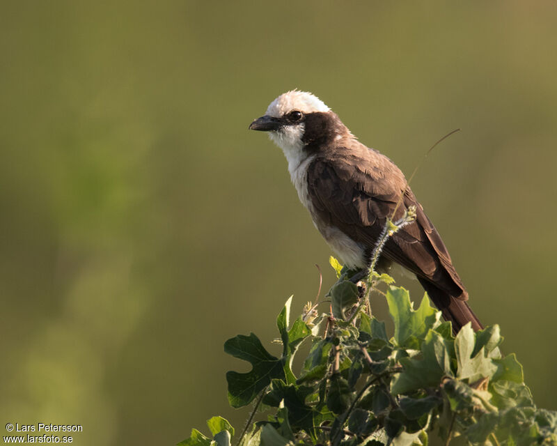 Northern White-crowned Shrike