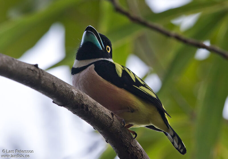 Black-and-yellow Broadbill