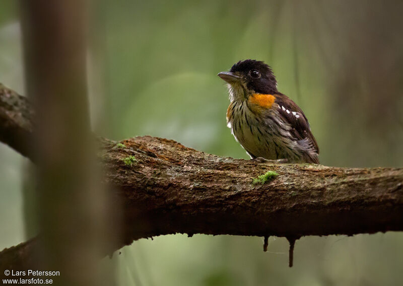 Rufous-sided Broadbill