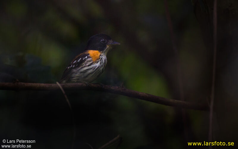 Rufous-sided Broadbill