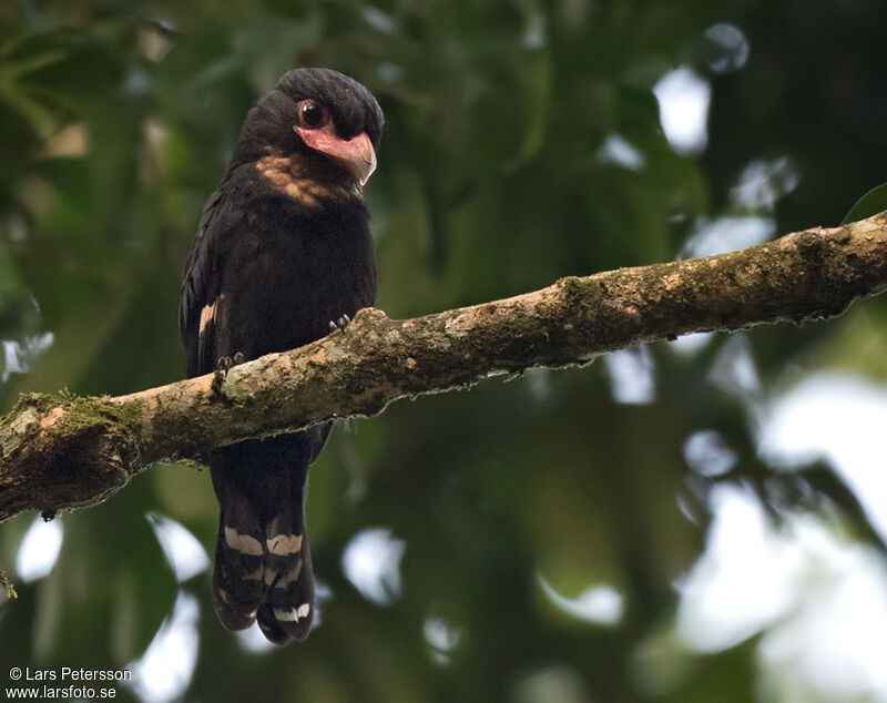 Dusky Broadbill