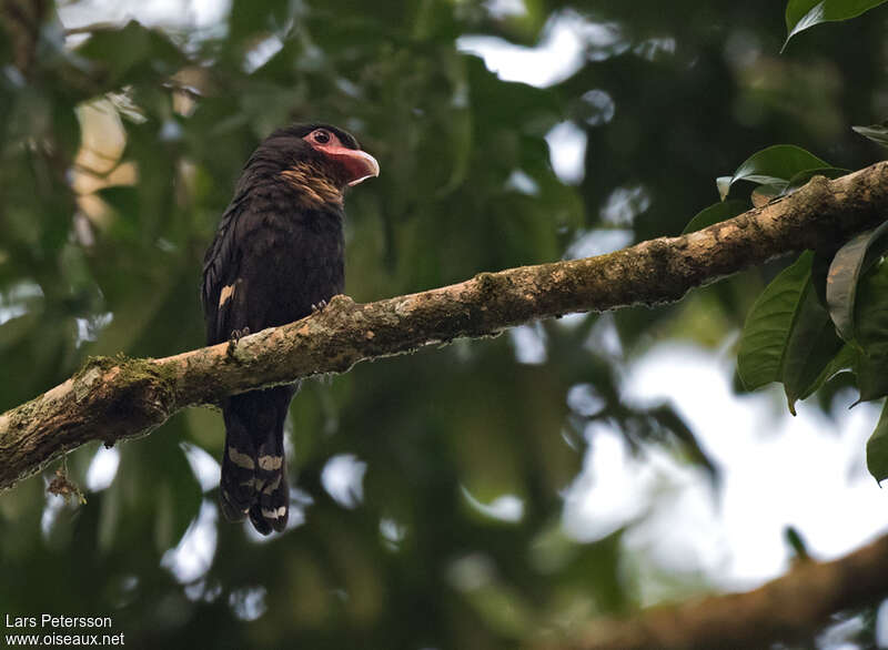 Eurylaime corydonadulte, portrait, pigmentation